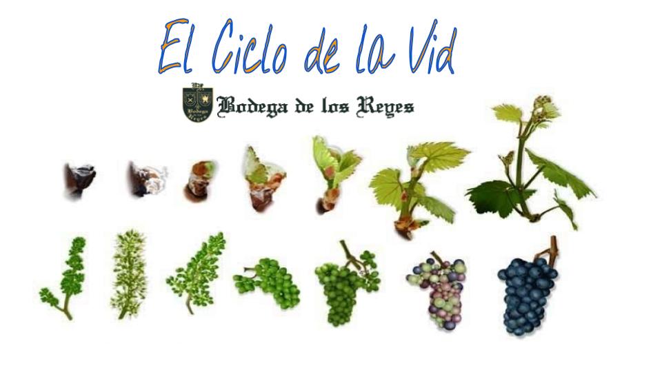 El ciclo de la Vid_ Erasmus (9)